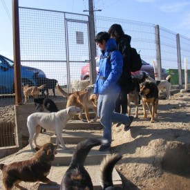 In March 2015, two vets from Taiwan, visited our open shelter in Bihor